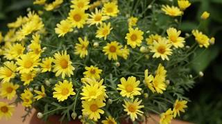 Golden Butterfly Argyranthemum [upl. by Nieberg]