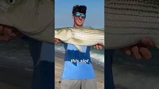 Catch and Cook Surf Striped Bass [upl. by Derrej]