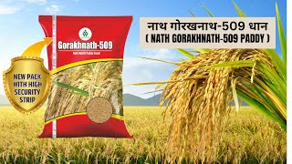 नाथ गोरखनाथ509 धान  NATH GORAKHNATH509 PADDY [upl. by Nylleoj990]