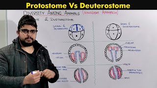 Protostomes and Deuterostomes Developments In Animals [upl. by Walliw]