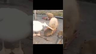 Pelican cant eat capybara capybara trending viral pelicans [upl. by Hanikehs]