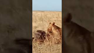 Warthog vs Lion Who Really Wins [upl. by Aitekram]