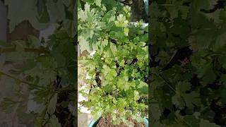 धनिया उगाने का सही तरीका shorts trending viralshort plants [upl. by Anitirhc]