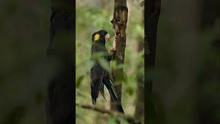 Yellow Tailed Black Cockatoo 🦜Enjoying wildlife [upl. by Mcgee]