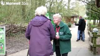 Volunteering at Marwell Wildlife [upl. by Tloh118]