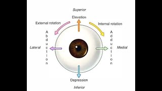 Extra Ocular muscle in short [upl. by Atelahs]