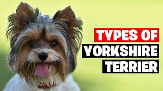 The 7 Types of Yorkshire Terrier Breeds [upl. by Harras505]