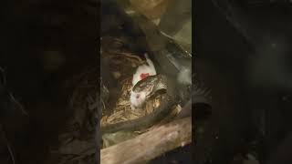 Deadly Boomslang snake eats mouse boomslang venomoussnakes venomous snakes fyp reptiles [upl. by Zetnom]