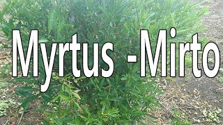 Myrtus Mirto [upl. by Ahsyek]