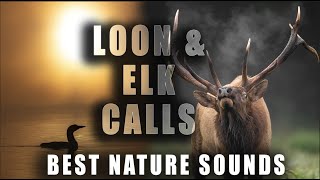 Loon Calls amp Elk Bugles  The Best Sounds in Nature  Updated Version [upl. by Llerdnek77]