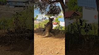 Komodo dragons fight to take over the location😲‼️animals animals komodo ‼️ [upl. by Aicercul]