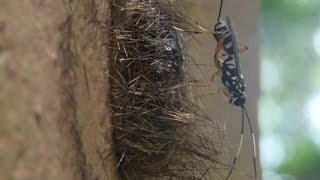 Parasitic wasp laying eggs in the pupa of a moth [upl. by Hinch]