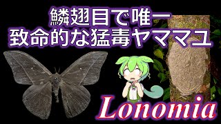 【鱗翅目最強の猛毒？】Lonomia属のヤママユガ 紹介・解説 【ずんだもん解説】 [upl. by Aivad]