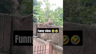 are bilrua🤣🤣 bandersnatch monkeys funnyreel funnyshorts comedy funny monkey cartoon [upl. by Etnwahs]