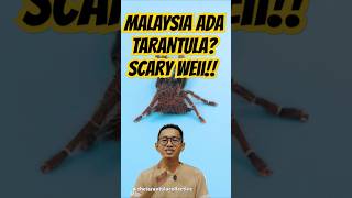 Betul ke Malaysia ada labah labah gergasi Tak tahu pun🤔 spiderman facts faktaunikomothymus [upl. by Nolava]