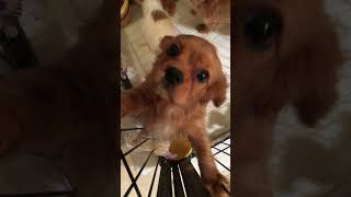 Cavalier King Charles Spaniels Rubys puppies D7A37C79342E [upl. by Nosaj]