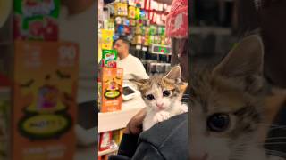 I took the cat from the bodega 🐈 catdistributionsystem [upl. by Esil]