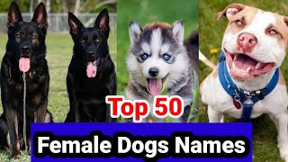 Female Dog Name  Top 50 Male Dog Names Unique Female Dog Names In Hindi [upl. by Acinoed]