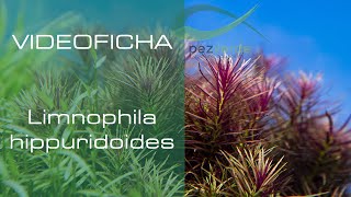 Limnophila hippuridoides  Videoficha  Planta facil para principiantes  PezVerde [upl. by Pepper]