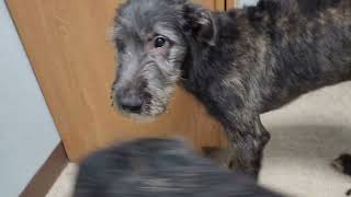 Irish Wolfhounds Faolan and Ciaran at the vet [upl. by Nitsoj275]