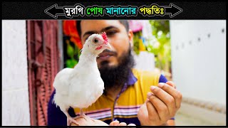 মুরগি পোষ মানানোর পদ্ধতি 🔥 How To Tame A chicken In Bangla 💗 মুরগি পালন পদ্ধতি ⚡ Jactok পাখি ভাইয়া [upl. by Eicyak]