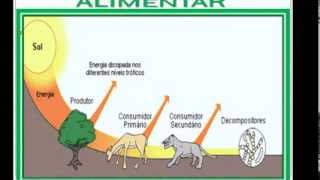 Cadeia Alimentar e Teia Alimentar  Profª Jonatas Fontinele [upl. by Teage]