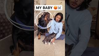 Rottweiler protecting baby from owner dog rottweiler husky trendingsongs shorts viral [upl. by Kiker340]