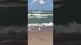 Ringbilled gull by the waters of Lake Huron [upl. by Sedicla660]