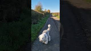 Old English Sheepdog in the Lincolnshire countryside [upl. by Jeanelle]