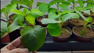 When What amp How to fertilize seedling indoor [upl. by Rekcut]