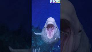 What dolphin eating fish nature trending youtubeshorts [upl. by Nylehtak684]