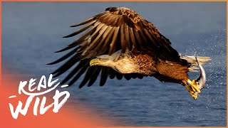 An Eagles Journey Queen Of The Sky  4K Wildlife Documentary  Real Wild [upl. by Suneya]