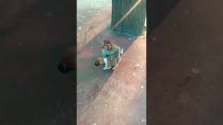 Bchao cat funny cute animals viralvideo shots tranding youtubeshorts [upl. by Nitaj]