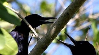 Boattailed Grackle Call [upl. by Melina]