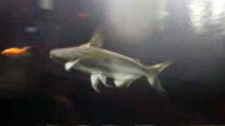 Paroon Shark chasing and eating a feeder fish [upl. by Arriet]