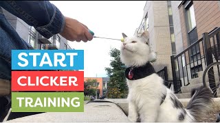 How To Start Clicker Training Your Cat [upl. by Oironoh924]