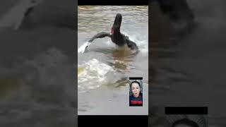 Funny video 😂 shortvideo justforfun trendingshorts memes comedyprank comedy justfofun [upl. by Annim116]