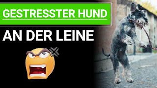 🐕🐶 Stephanie Salostowitz ➡️ Gestresster Hund an der Leine 🐕🐶✔️ [upl. by Essirahc]