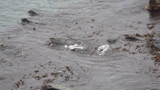 Seals Godrevy Lighthouse [upl. by Vitkun]