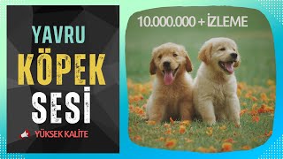 Yavru Köpek Sesi  Yavru Köpek Havlaması  Hayvanları Tanıyalım  Eğitici Ses [upl. by Aneetak672]