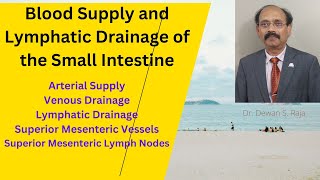 Blood Supply and Lymphatic Drainage of Small Intestine [upl. by Careaga]