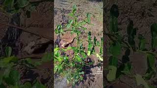 Watering the kaffir lime I planted Amazing it grows in such sandy soil Subscribe maryannabuilds [upl. by Nadab]