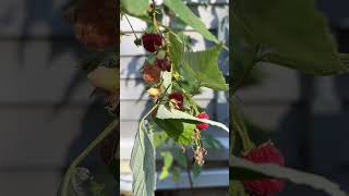 Everbearing Raspberries ripen 11232024 harvest twice spring and fall [upl. by Darcey]