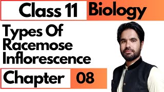 Types of racemose inflorescence  Class 11 biology chap 8 diversity among plants in pashto [upl. by Leinoto463]