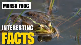 Exploring the Fascinating World of Marsh frog  Interesting Facts  The Beast World [upl. by Quiteri47]