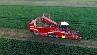 Knolselderij rooien  Celeriac harvest  Knollensellerie ernte  Grimme  Drone Landbouw [upl. by Packer]