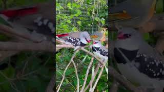 Diamond Firetail Finches  Courtship  Pekin Robin  Aviary Birds [upl. by Anovahs21]