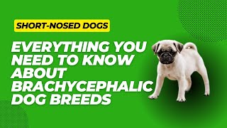 ShortNosed Dogs Everything You Need To Know About Brachycephalic Dog Breeds [upl. by Yromem]