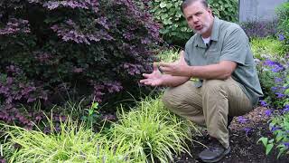 Pee Dee Ingot Lily turf Liriope muscari Pee Dee Ingot  Plant Identification [upl. by Keever902]