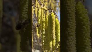 Die Pollenjagt ist eröffnet 🌞Pollen Blütenpollen Bienen [upl. by Ferd967]